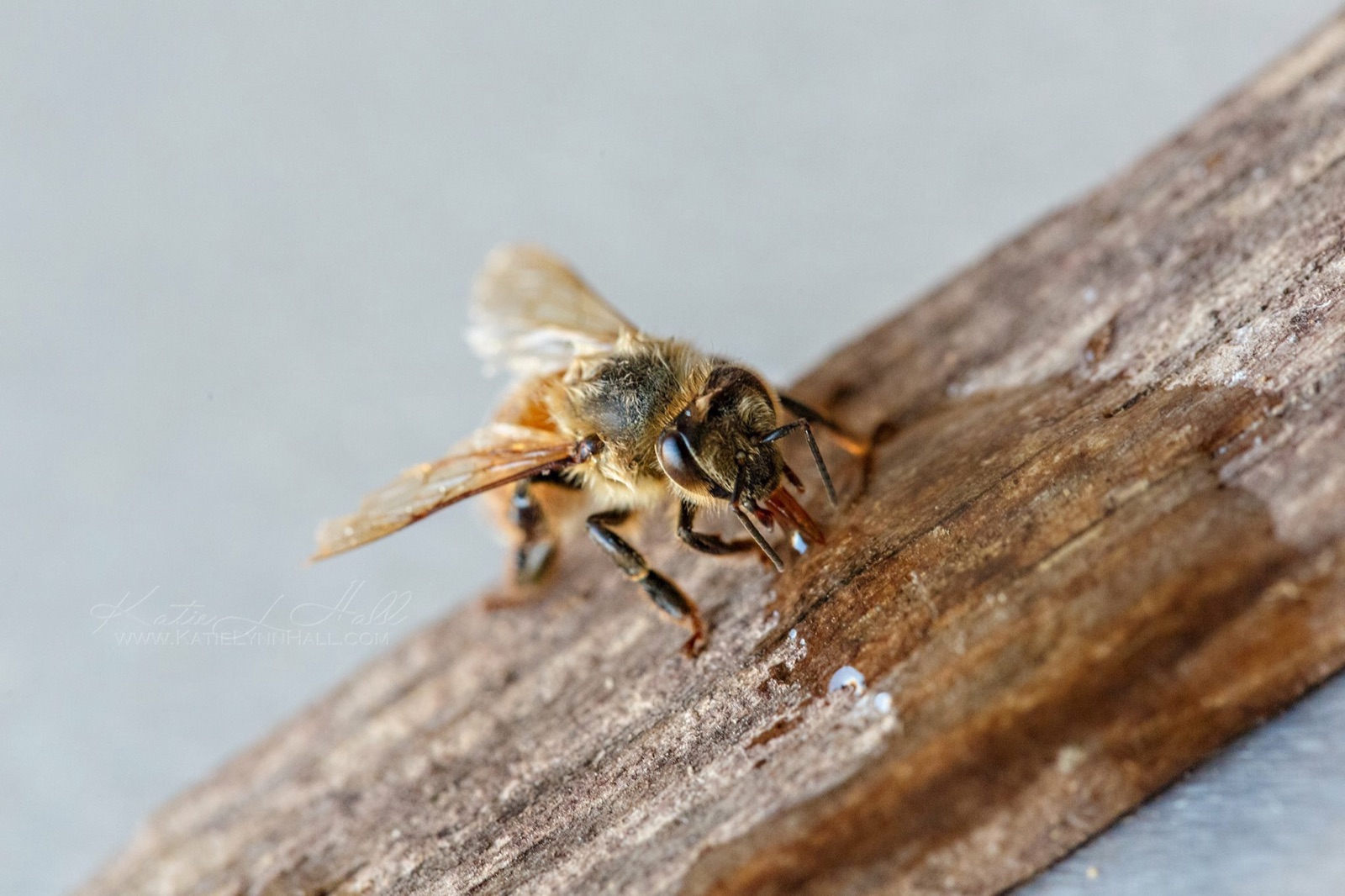 A honey bee drinking from a weathered board
