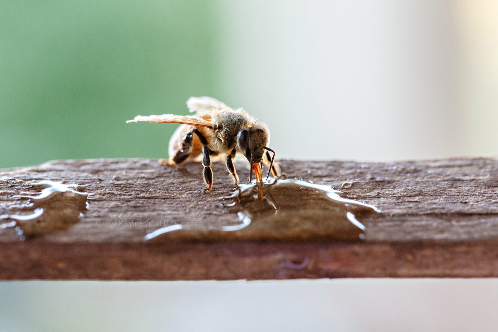 A honey bee drinking a drop of water on a wooden rail