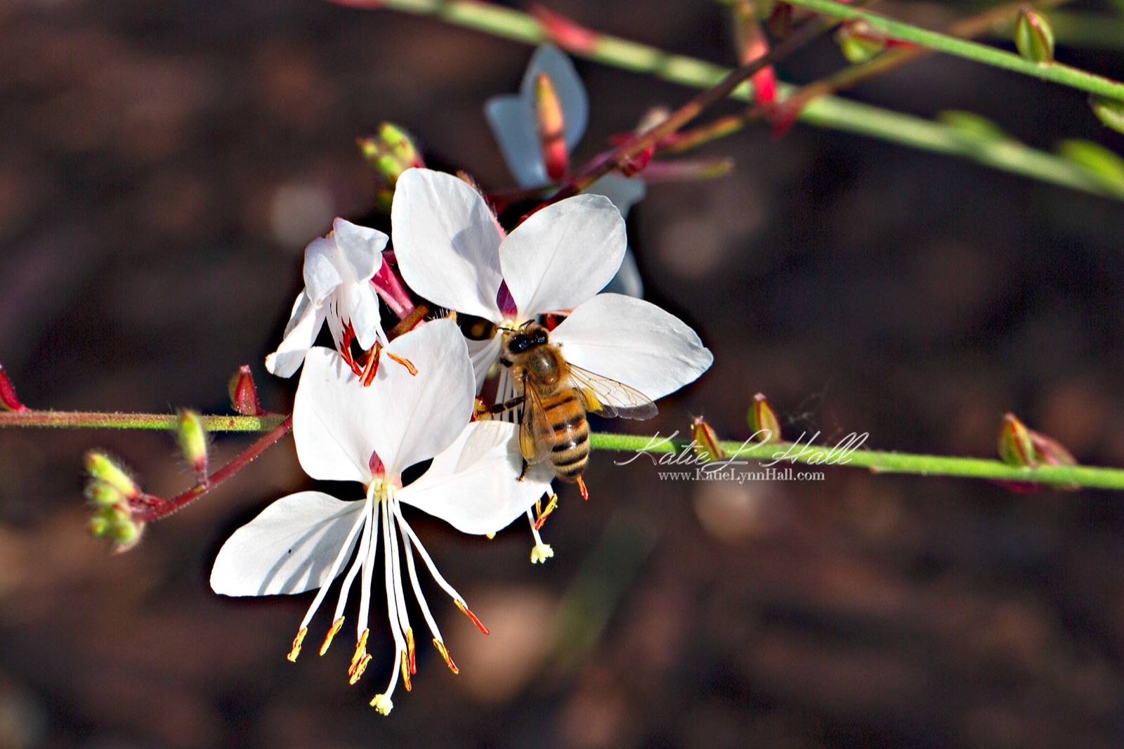 A honey bee on a white gaura flower