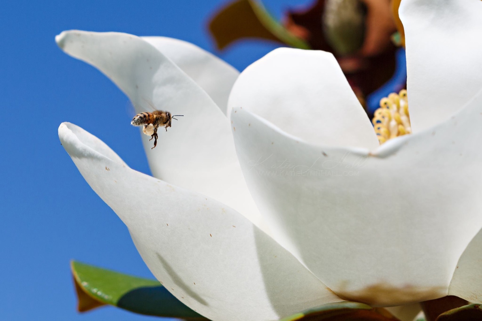 A honey bee carrying pollen toward a white magnolia bloom