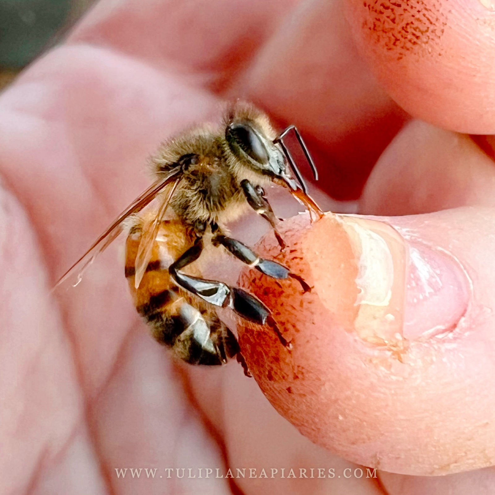 A honey bee resting on a beekeeper's fingertip