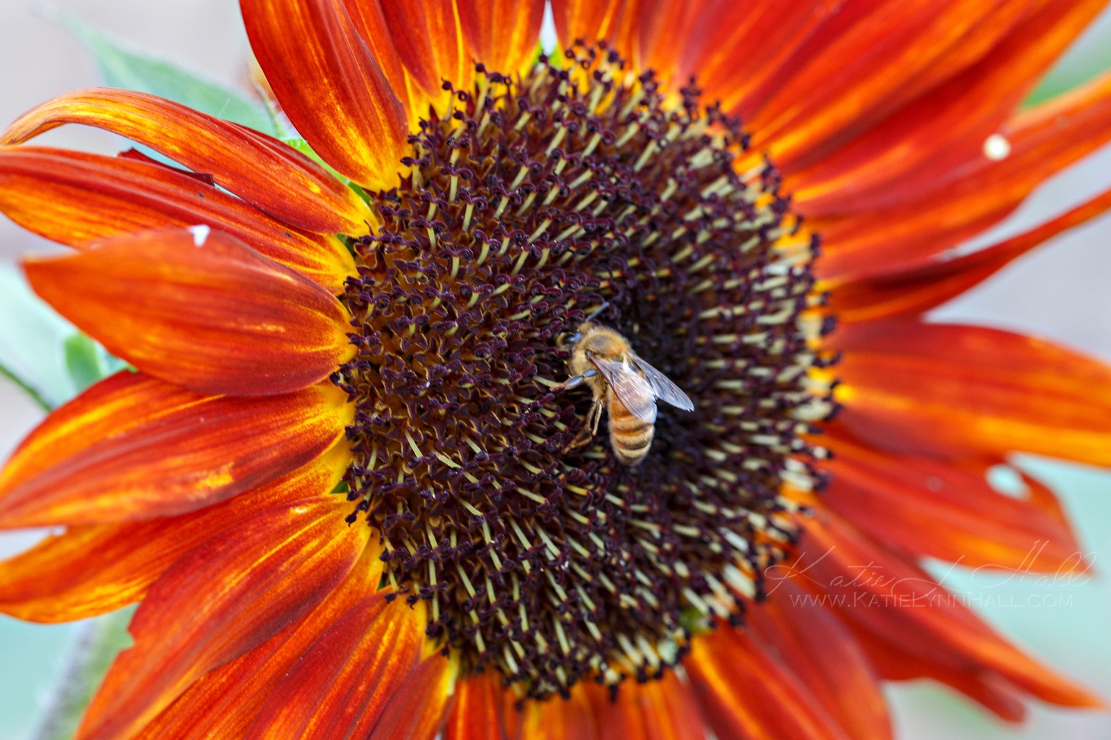 A honey bee foraging on a red sunflower