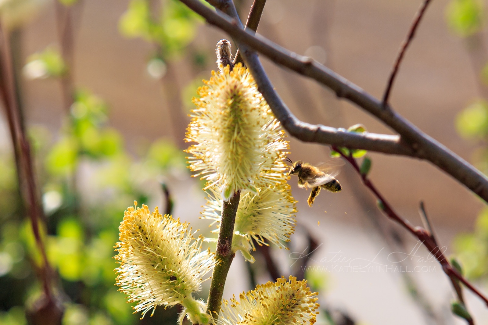 A honey bee flying toward pussy willow catkins