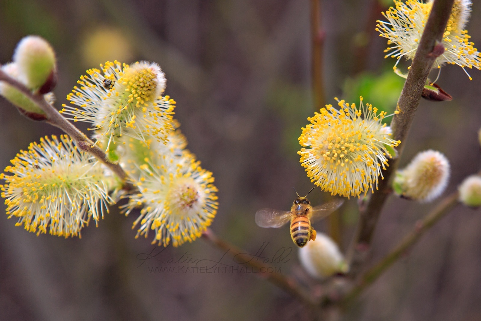 A honey bee in flight between pussy willow catkins