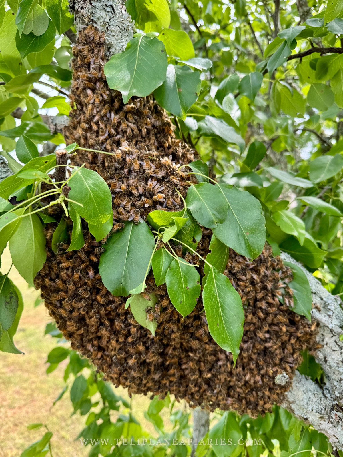 A large honey bee swarm clustered on a tree branch