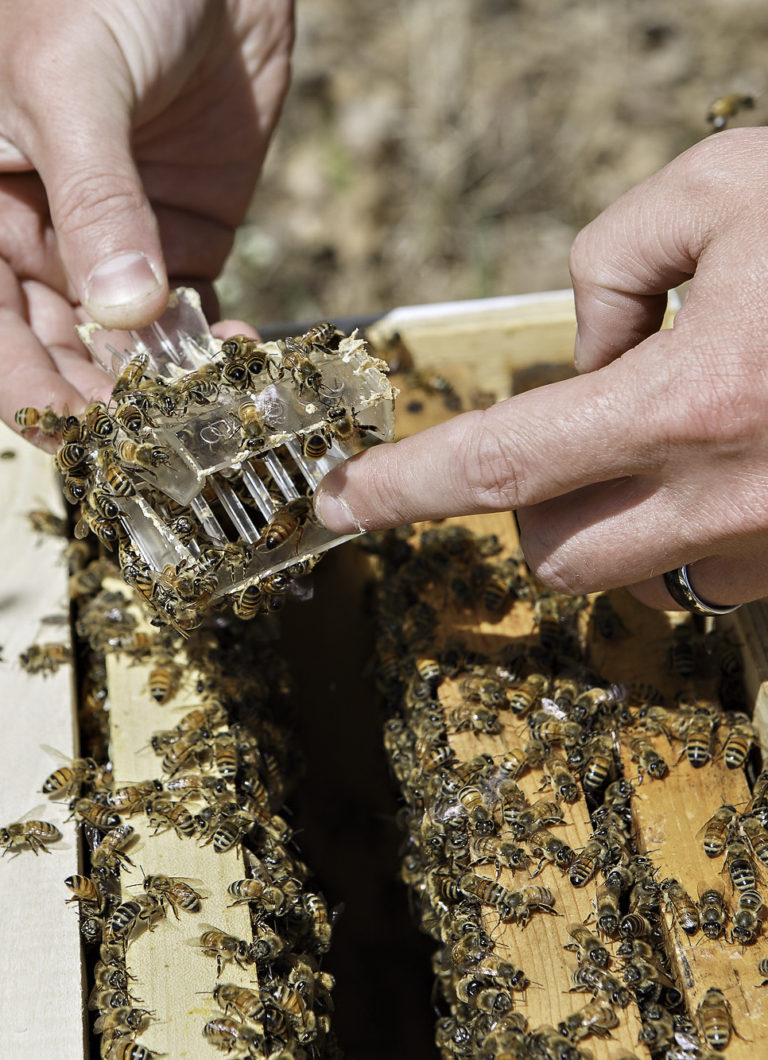 Will Preston, Preston Beekeeping